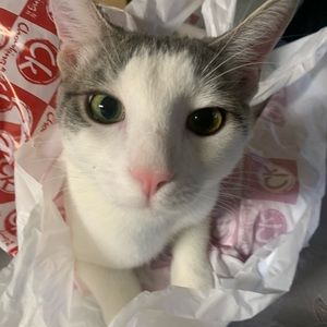 Meet your Posher, Karen